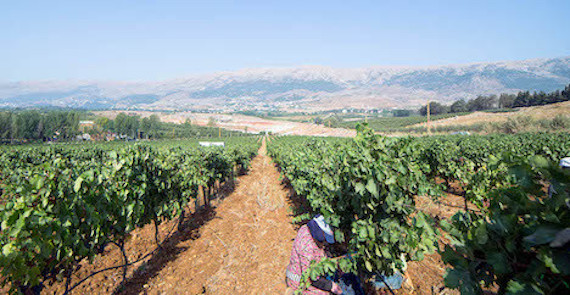 Lebanese wine