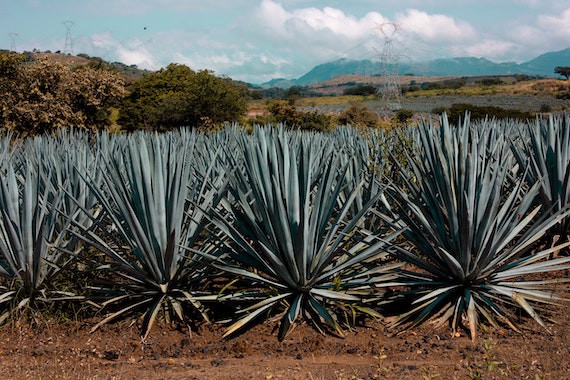 Agave plant field