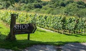 UK wine sales up 50%