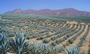 tequila europe geographical indicator