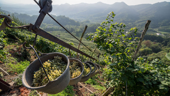 Conegliano Valdobbiadene Prosecco Superiore DOCG unesco